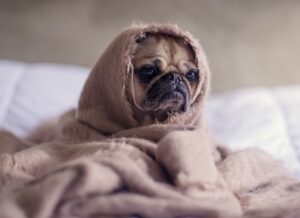 Sad Dog
